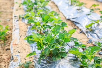Strawberry agriculture plant