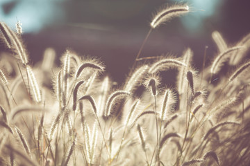 Fototapeta na wymiar Flower grass filed with retro color tone