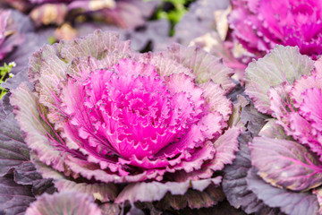 Purple lettuce plant