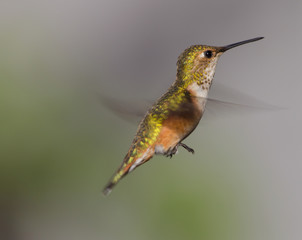 Female Hummingbird