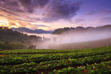 Misty morning sunrise in strawberry garden at Doi angkhang mount