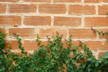Leaf on brick wall background