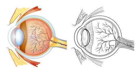 Eye anatomy