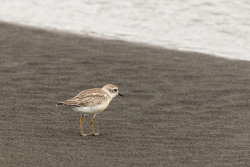 New Zealand plover standing on beach