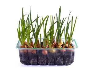 Close-up of the onion in box