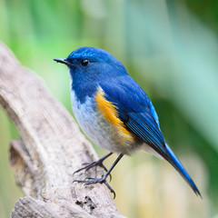 male Himalayan Bluetail