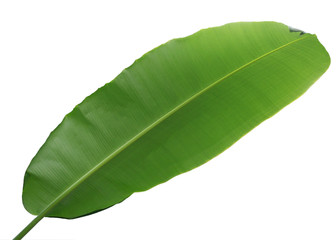 Obraz premium Wrong Side of Banana Leaf