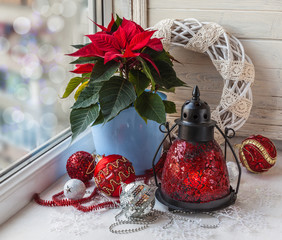 Poinsettia  (Euphorbia pulcherrima) on the window