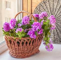 Double petunia in a basket on window