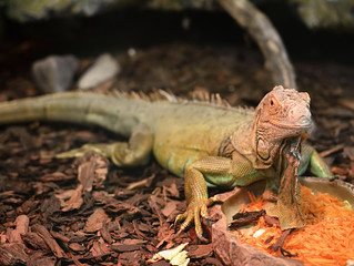 Iguana iguana.