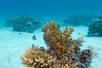 Naklejka na ściany i meble coral reef with exotic fishes white-tailed damselfish