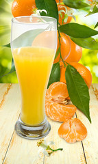 image of juicy and tangerine