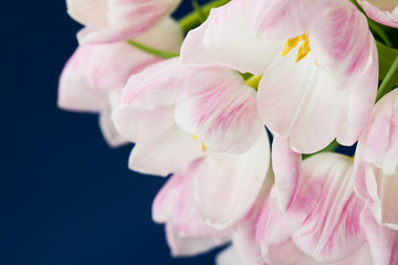 Pink tulips in vase on dark blue background