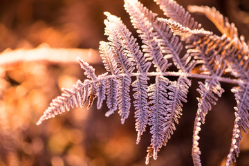 Frost  on early morning meadow at sunrise in vintage colors