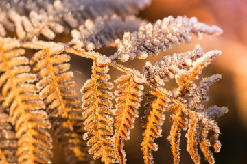 Leaf covered in frost on cold  winter morning