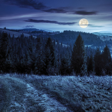 coniferous forest on a  mountain top at night