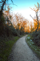 Fototapeta premium Sentiero Oasi Verde