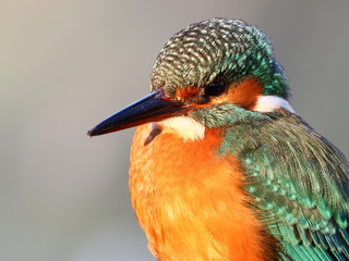 kingfisher