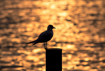  Sunset over Lake