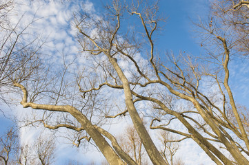 Bare trees against a blue sky background