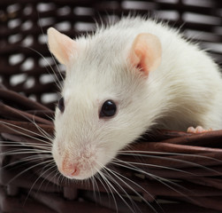 rat in a wicker basket