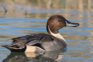 pintail