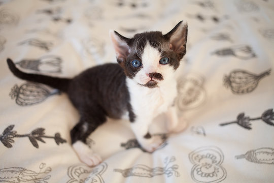 One month old little black and white color Devon Rex kitten sitting on the bed and looking at camera. Selective focus photo top view. Pets adoption concept