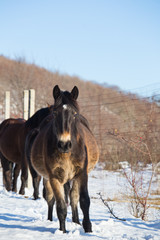 horses in the snow