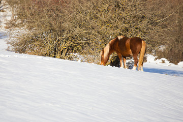 horses in the snow