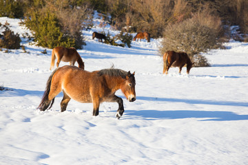 horses in the snow