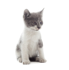funny kitten on a white background isolated