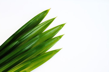 Obraz premium pandanus leaf