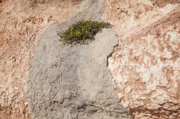 Yellow flowers growing in concrete on earthy red limestone rock