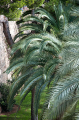 Palm trees in Palma de Mallorca.