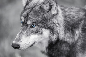 Naklejka premium North American Gray Wolf WIth Blue Eyes
