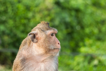 Obraz premium monkey