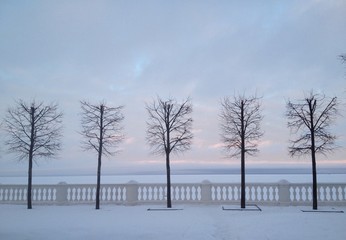 деревья на фоне зимнего неба