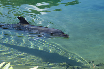 Fototapeta premium Dolphin in captivity