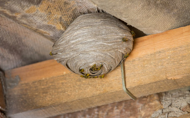 Wasp's nest below asbestos roof