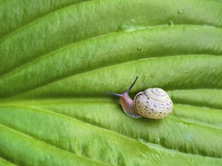 Snail on the green Hosta leaf