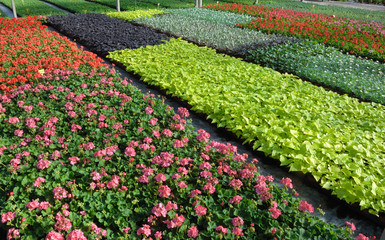 plantes annuelles
