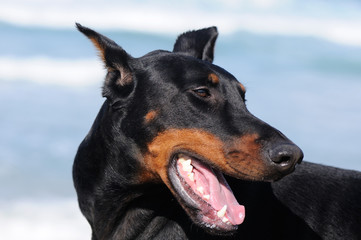 Doberman Pinscher