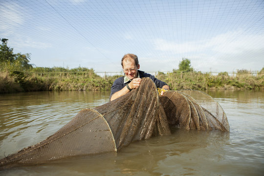 A man standing in waist high water, with a long net, fishing carp. 