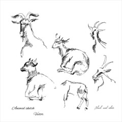 Goats.Animal sketch