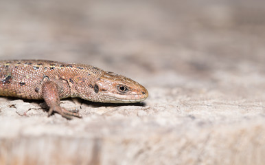 Lizard on wood surface