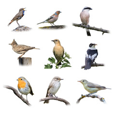 Songbirds on white