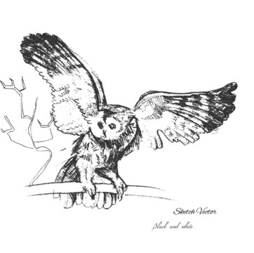 Owl bird sketch
