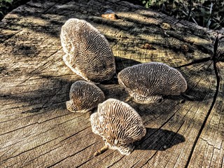 Tree Fungus on Fallen Log
