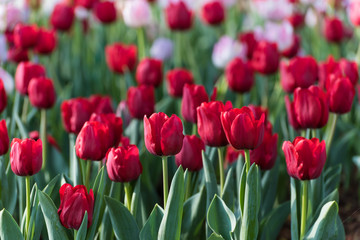 red tulips