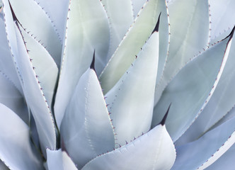Decorative leaves on Aloe Vera plant, Mallorca, Spain.